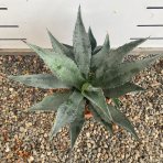 Agáva americká (Agave americana) - výška 10-15 cm, Ø 20-30 cm, kont. C6L (-10°C)